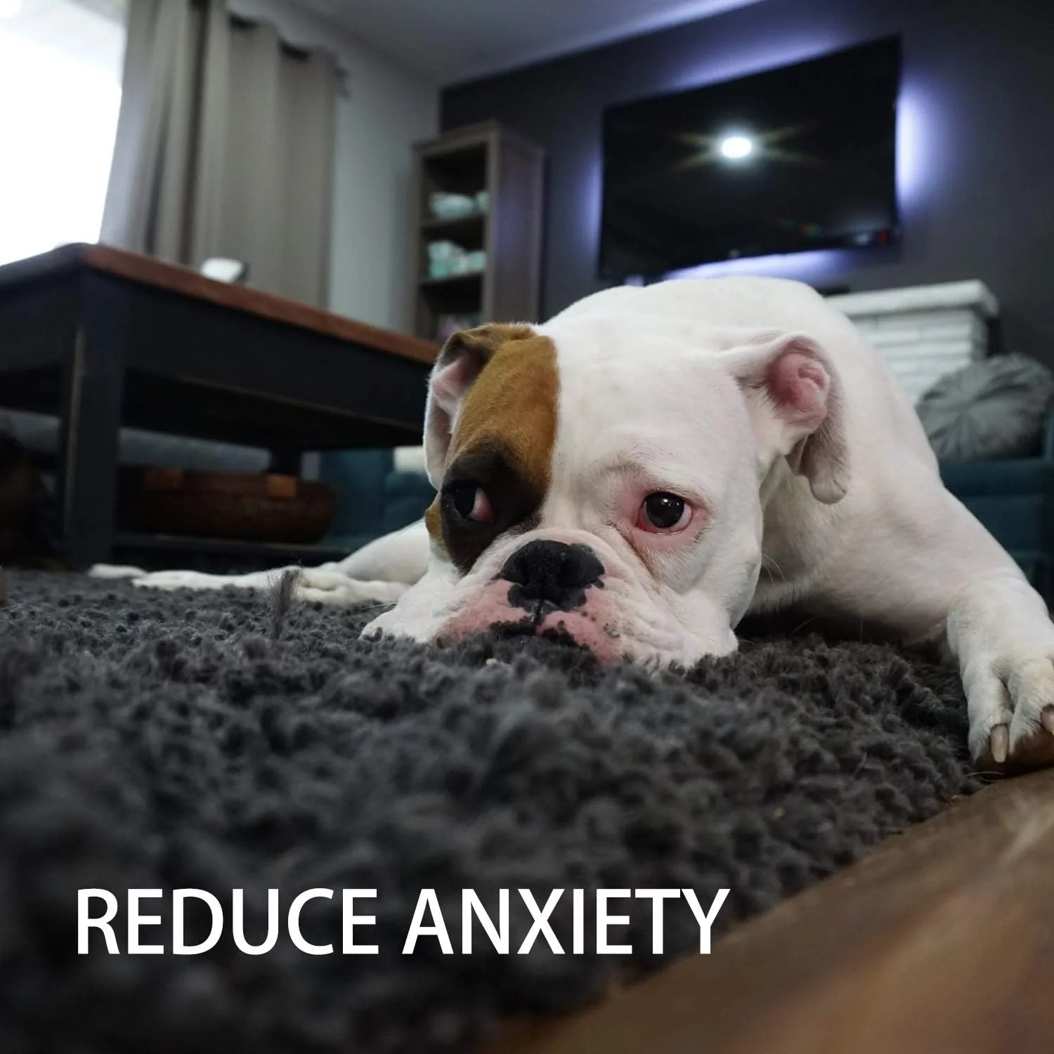 Toozey Juguetes para Perros, Juguetes para Cachorros, 7 Juguetes para Cachorros a Partir de 8 semanas, Juguetes interactivos para Perros para aburrimiento, Juguetes masticables para Perros pequeños y - Imagen 7