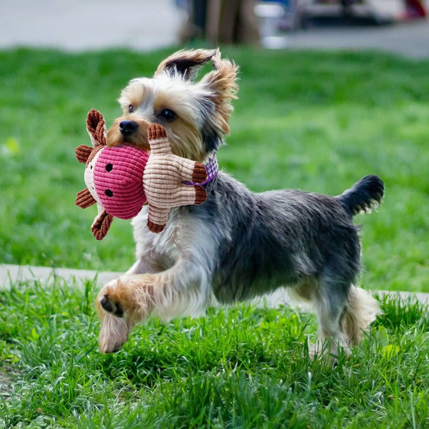 Toozey Juguetes para Perros, Juguetes para Cachorros, 7 Juguetes para Cachorros a Partir de 8 semanas, Juguetes interactivos para Perros para aburrimiento, Juguetes masticables para Perros pequeños y - Imagen 8