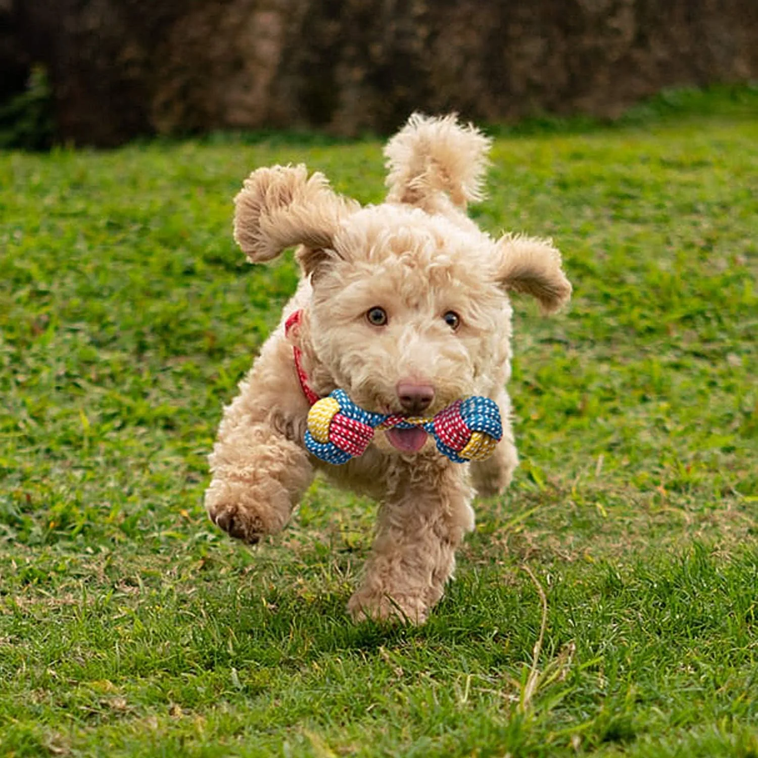 Toozey Juguetes para Perros, Juguetes para Cachorros, 7 Juguetes para Cachorros a Partir de 8 semanas, Juguetes interactivos para Perros para aburrimiento, Juguetes masticables para Perros pequeños y - Imagen 9