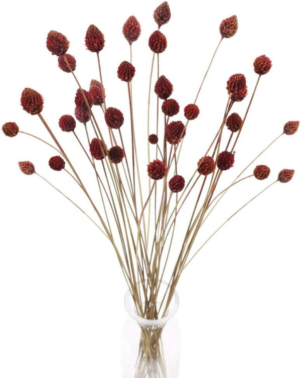 HUAESIN 30pcs Flores Secas Naturales Pequeñas 55cm Globosa Craspedia Seca Rojo Oscuro con Tallo Largo Flores Otoño Decoracion para Jarron Manualidad Hogar Mesa Boda Cafeteria Fiesta Navidad Interior