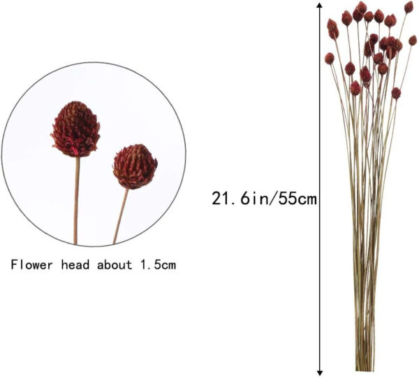 HUAESIN 30pcs Flores Secas Naturales Pequeñas 55cm Globosa Craspedia Seca Rojo Oscuro con Tallo Largo Flores Otoño Decoracion para Jarron Manualidad Hogar Mesa Boda Cafeteria Fiesta Navidad Interior - Imagen 2