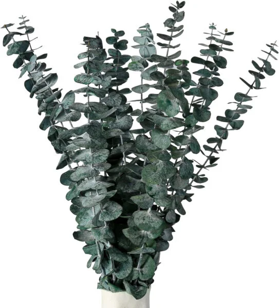 RAVEGO Eucalipto Secado 15 unidades, flores secas naturales, eucalipto auténticas para siempre, flores secas duraderas, decoración para la boda perfecta, arreglos florales para decoración del hogar