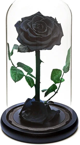 Rosa Eterna para siempre | Regalo Rosa Fresca | Conservada durante 5 Años | Hecho a mano | Regalos para Mujeres Cumpleaños único Inusual | Día de la Madre, Aniversario, Navidad Valentine's day