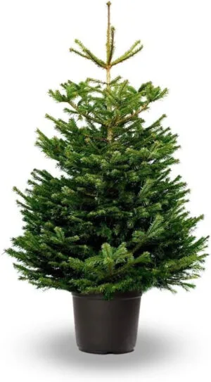 Verdecora Árbol de Navidad | Abies Normandiana | Abeto Hojas Suaves | Planta Natural en Maceta (125-150cm)