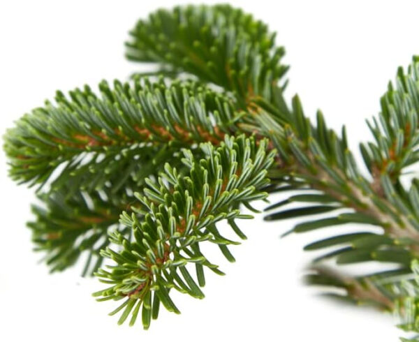 Verdecora Árbol de Navidad | Abies Normandiana | Abeto Hojas Suaves | Planta Natural en Maceta (125-150cm) - Imagen 3