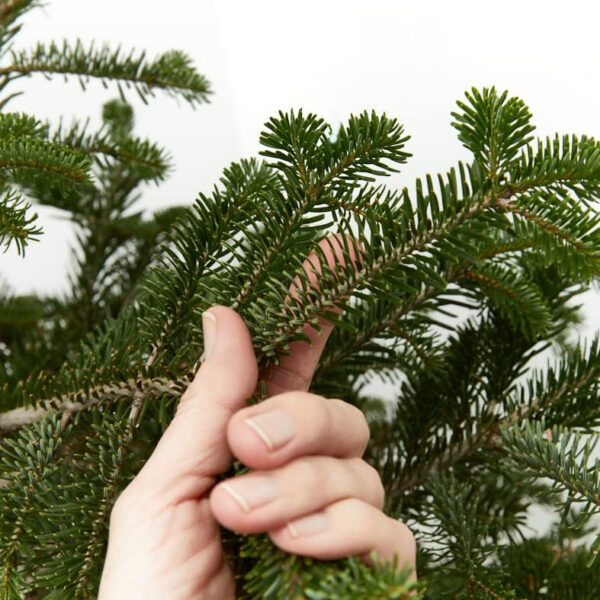 Verdecora Árbol de Navidad | Abies Normandiana | Abeto Hojas Suaves | Planta Natural en Maceta (125-150cm) - Imagen 4