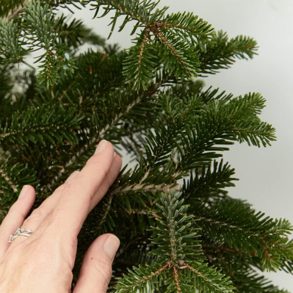 Verdecora Árbol de Navidad | Abies Normandiana | Abeto Hojas Suaves | Planta Natural en Maceta (125-150cm) - Imagen 5