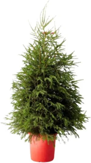 Verdecora Árbol de Navidad | Picea Excelsa Enraizada | Abeto Europeo o Abeto Noruego | Planta natural en maceta (100-125cm)