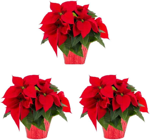 Plantas de Navidad DECOALIVE Pack de 3 Unidades de Flores de Pascua