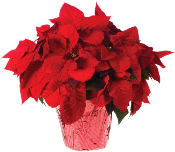 Plantas de Navidad DECOALIVE Pack de 3 Unidades de Flores de Pascua - Imagen 3