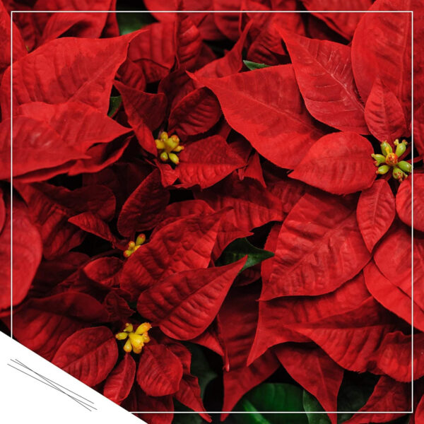 Plantas de Navidad DECOALIVE Pack de 3 Unidades de Flores de Pascua - Imagen 4