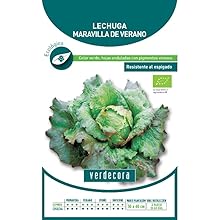 Semillas Lechuga