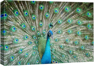 wall26 Lienzo Decorativo para Pared, diseño de Animales, para decoración del hogar, Peacock, 16″ x 24″